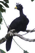 Great Curassow