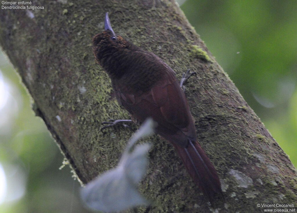 Plain-brown Woodcreeper