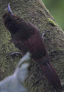 Plain-brown Woodcreeper