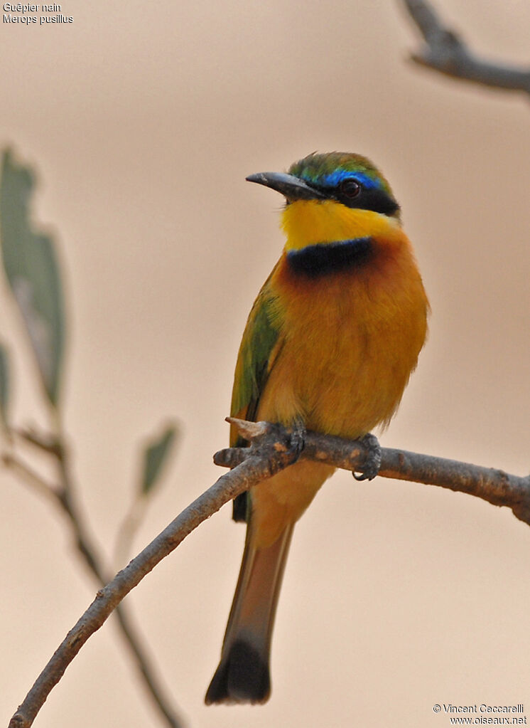 Little Bee-eater