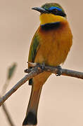 Little Bee-eater