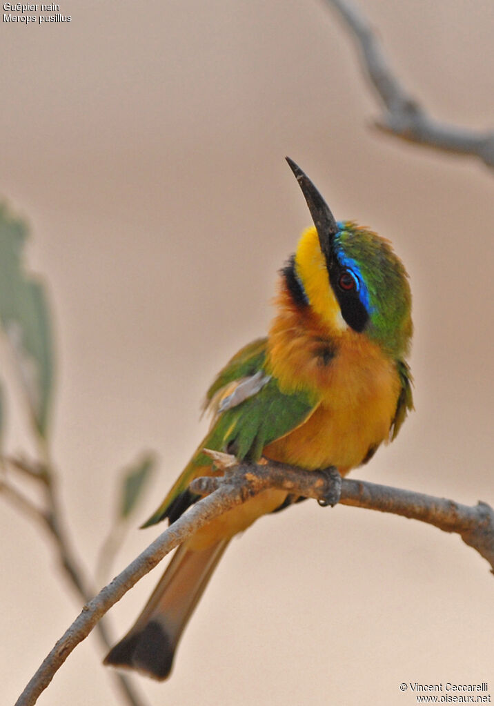 Little Bee-eater