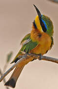 Little Bee-eater