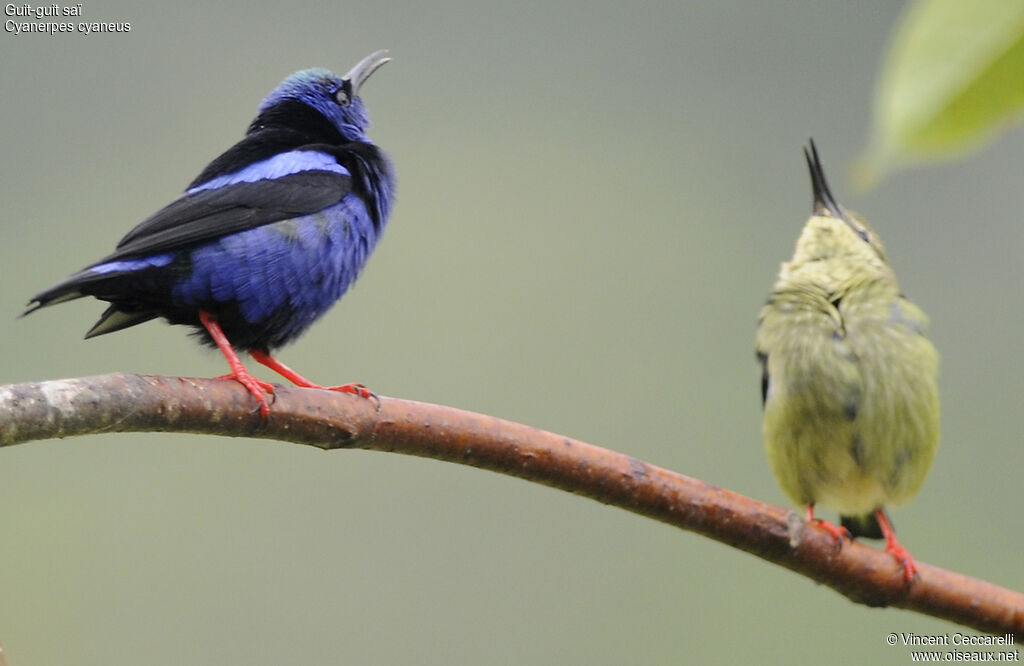 Red-legged Honeycreeper , Behaviour