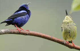 Red-legged Honeycreeper