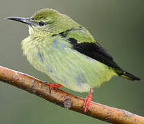 Red-legged Honeycreeper