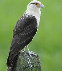 Caracara à tête jaune