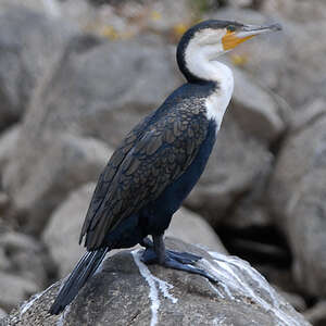 Cormoran à poitrine blanche