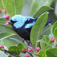 Dacnis à cuisses rouges