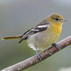 Oriole à ailes blanches