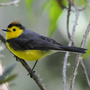 Paruline ceinturée