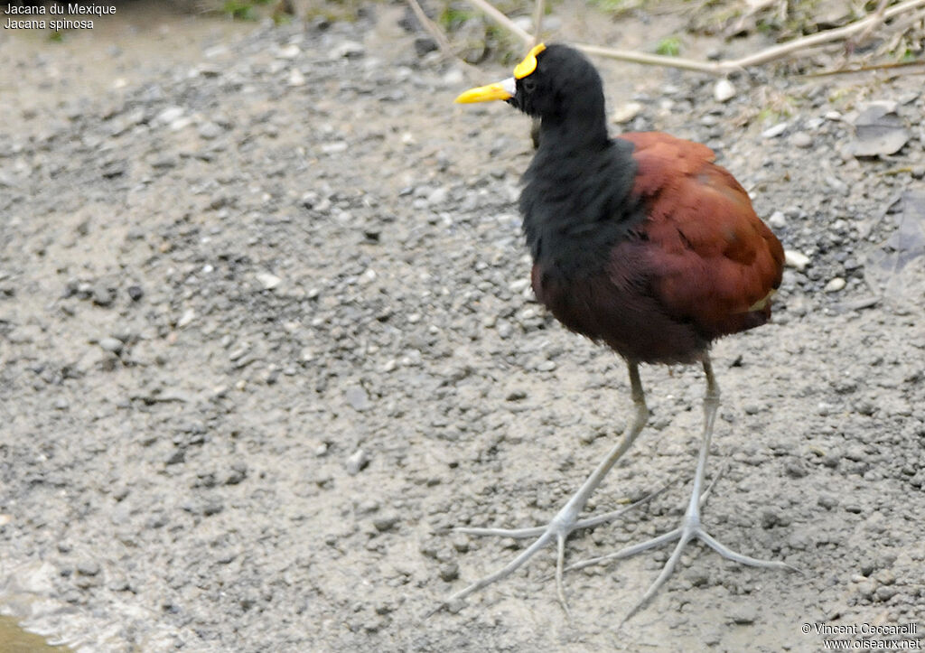 Northern Jacana