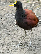 Jacana du Mexique