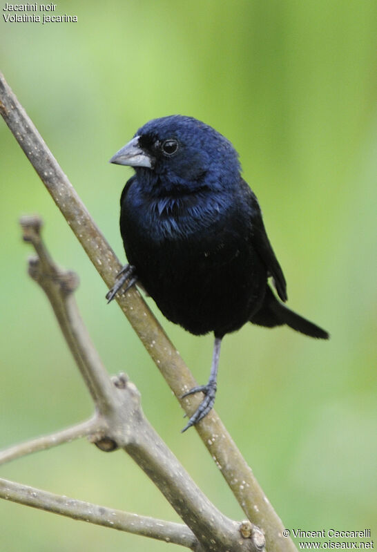 Jacarini noir mâle adulte