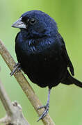 Blue-black Grassquit