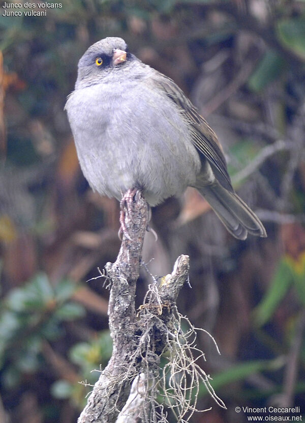 Volcano Junco