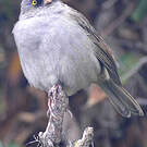 Junco des volcans