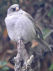 Junco des volcans