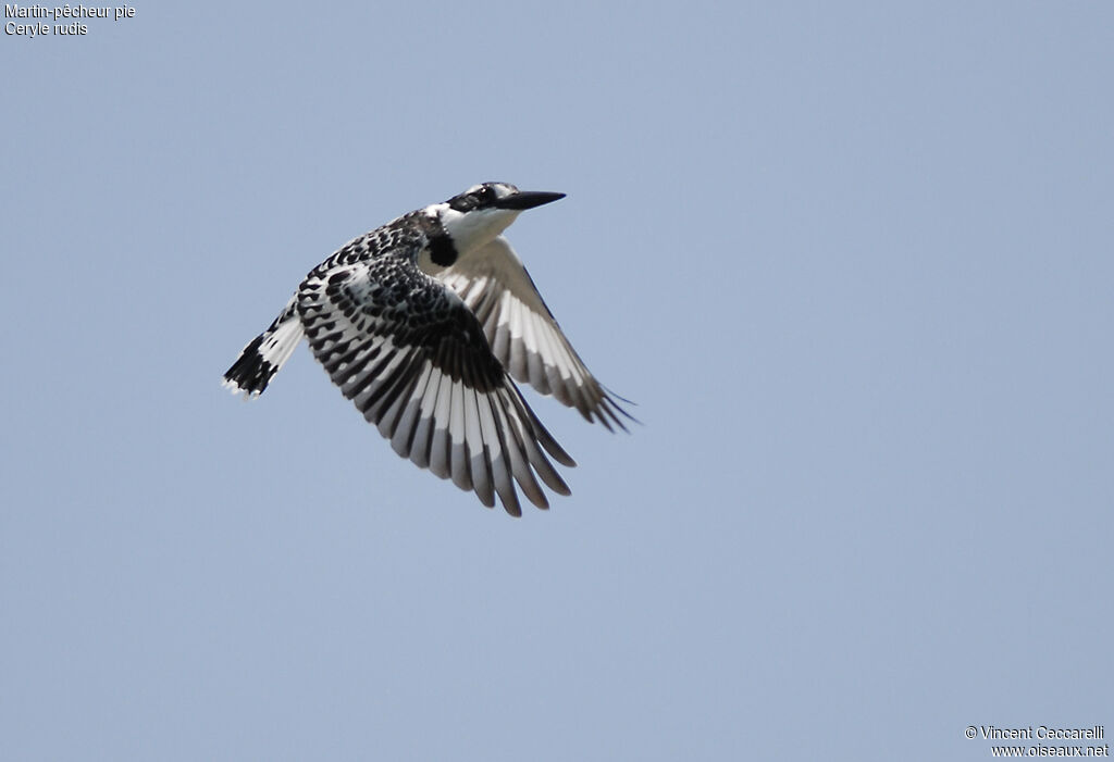 Pied Kingfisher