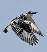 Pied Kingfisher