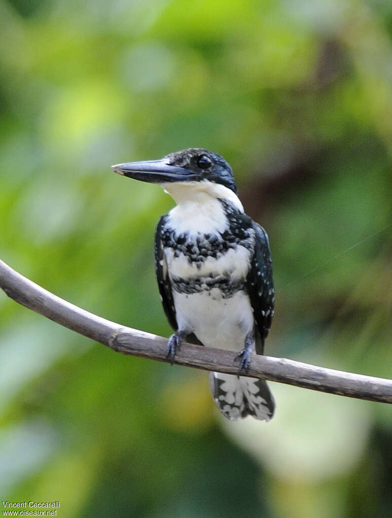 Green Kingfisher female adult