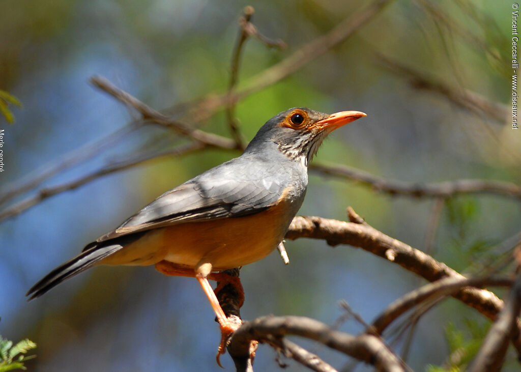 Bare-eyed Thrush, identification