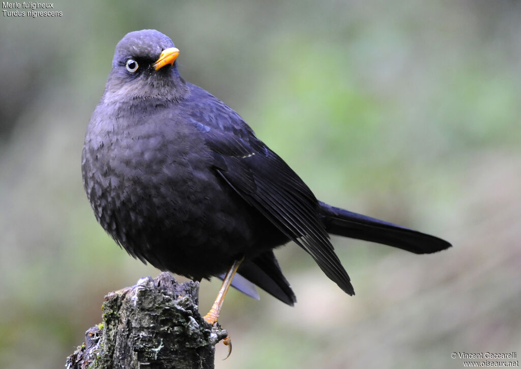 Sooty Thrush