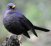 Sooty Thrush