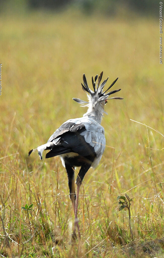 Secretarybird