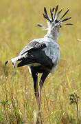 Secretarybird