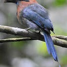 Motmot à bec large