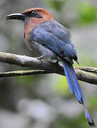 Broad-billed Motmot