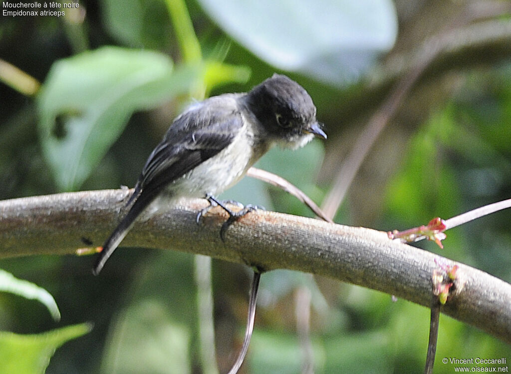 Moucherolle à tête noire