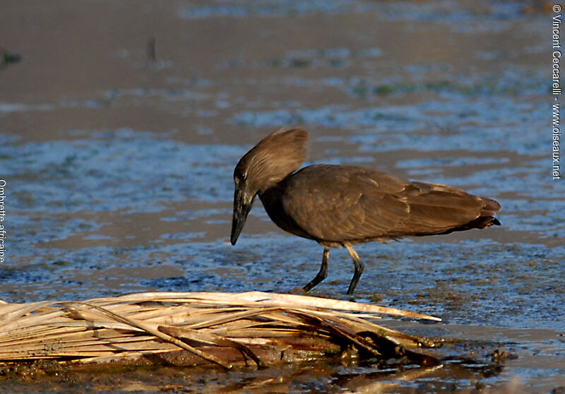 Hamerkop