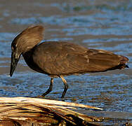 Hamerkop