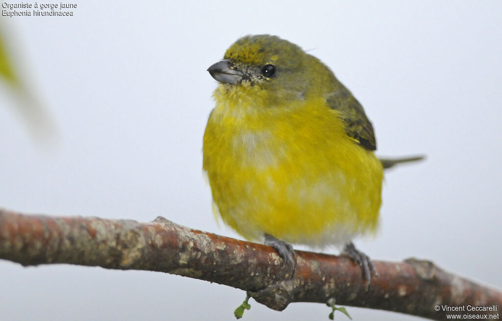 Yellow-throated Euphonia female