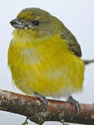 Yellow-throated Euphonia