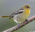 Oriole à ailes blanches