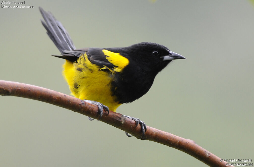 Black-cowled Orioleadult