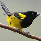 Oriole monacal