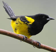 Black-cowled Oriole