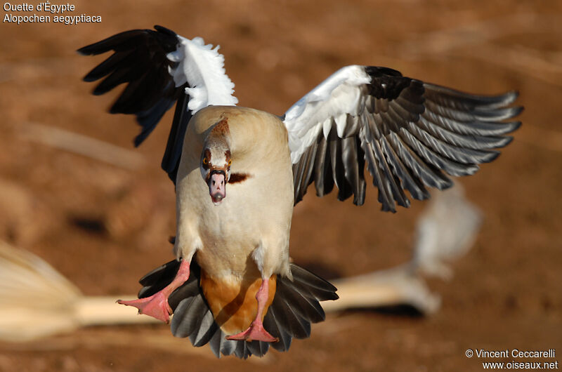 Egyptian Goose