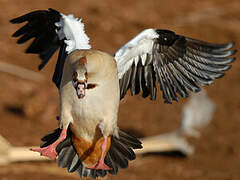 Egyptian Goose