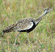 Black-bellied Bustard