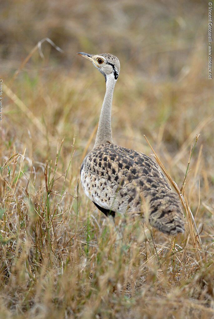 Black-bellied Bustard