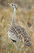 Black-bellied Bustard