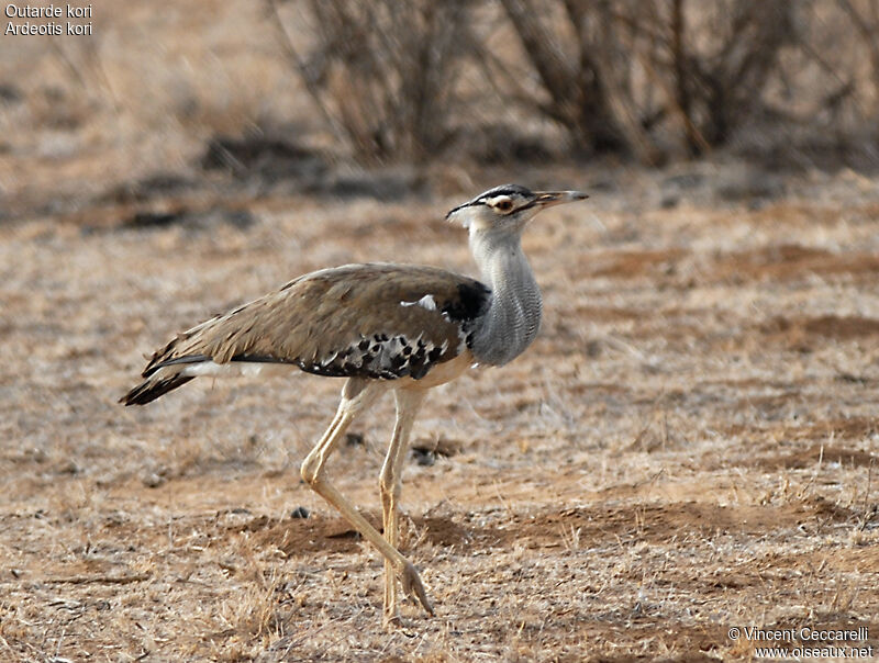 Kori Bustard