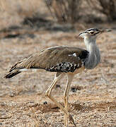 Kori Bustard