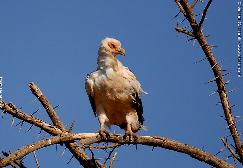 Palm-nut Vulture, identification