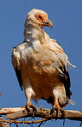 Palm-nut Vulture